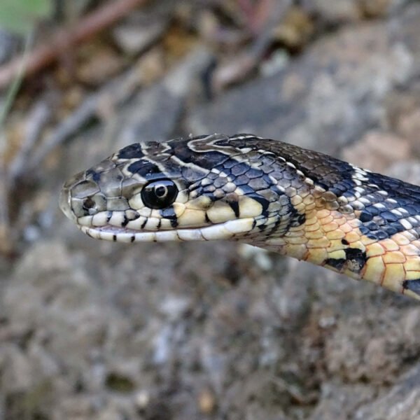 Couleuvre fer a cheval 600x600