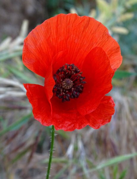 Coquelicot b 461x600