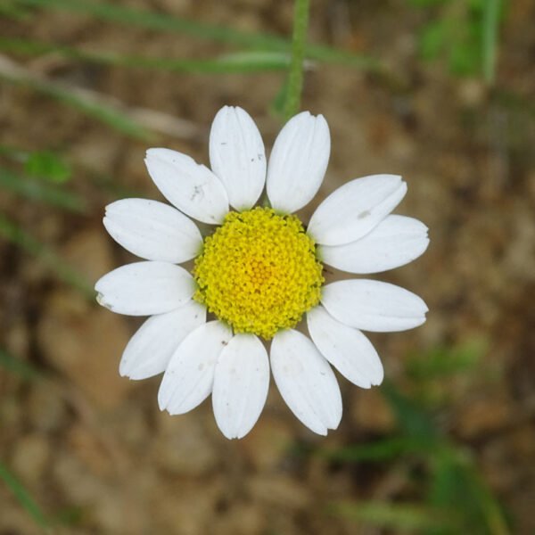 Camomille allemande 600x600