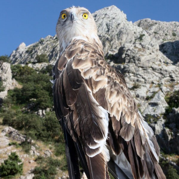 Circaete jean le blanc 600x600