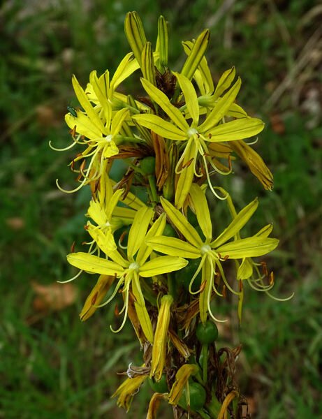 Asphodeline 461x600