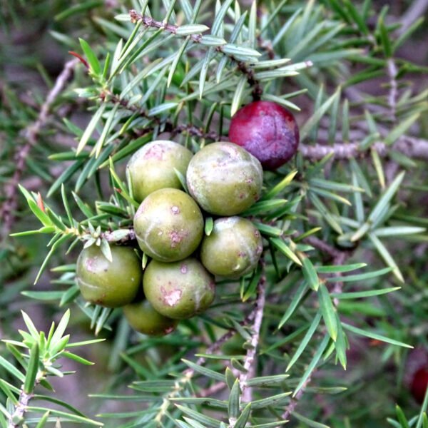 Baies de genievre 600x600