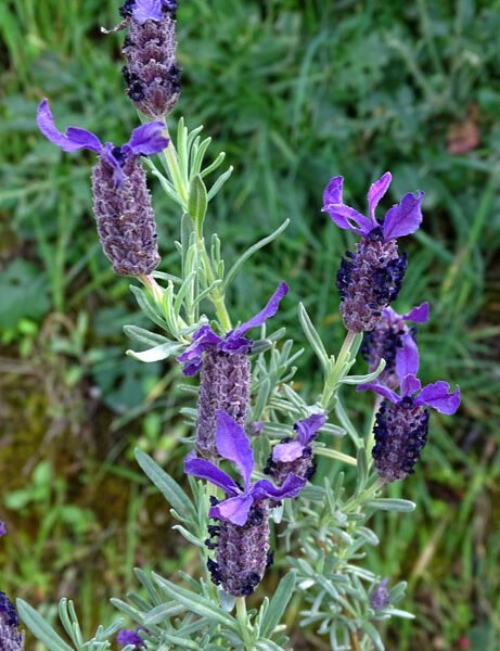 Lavande papillon b 461x600