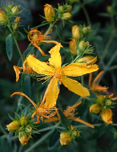 Millepertuis perfore 461x600