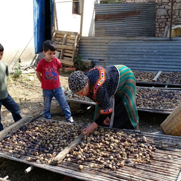 Sechage de figue 600x600