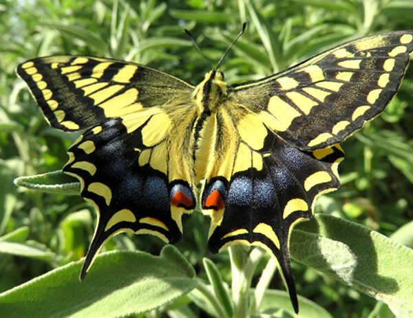 Papillon Machaon 600x461