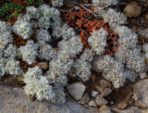 Paronyque argentee 600x461