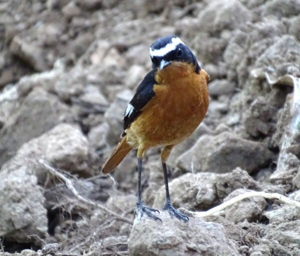 Petit oiseau 600x512