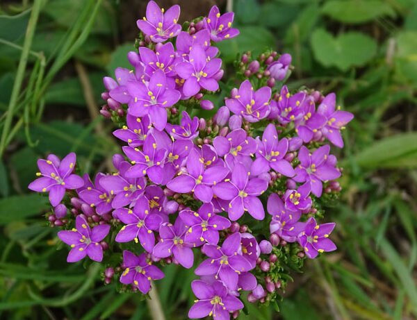 Petite centauree b 600x461