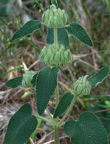 Phlomis 461x600