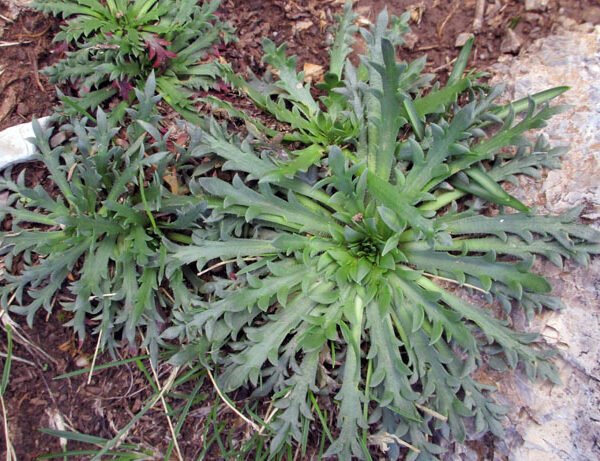 Plantain corn de cerf 600x461