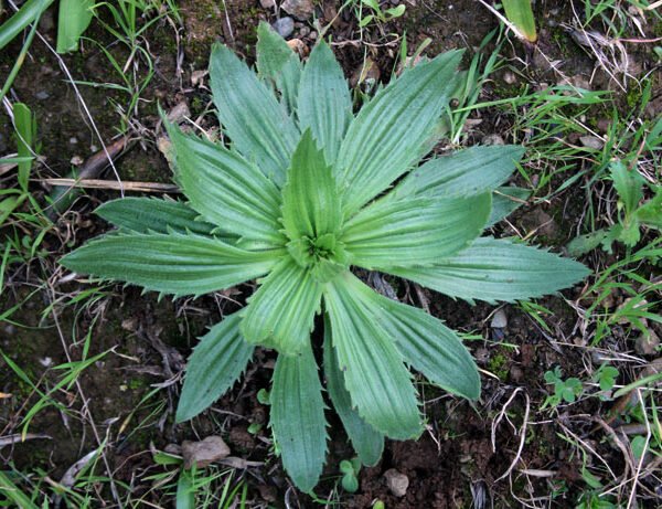 Plantain lanceole 600x461