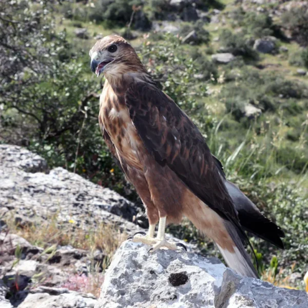 Buse variable 600x600