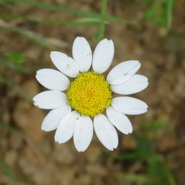 Camomille allemande 600x600